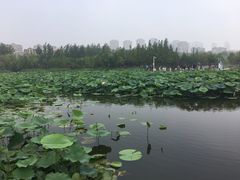 -前关湿地公园