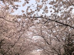 -高东镇樱花园