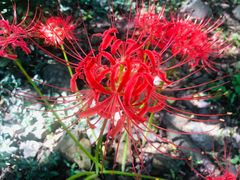 -南京市无想山景区