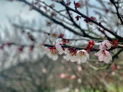 -香雪海