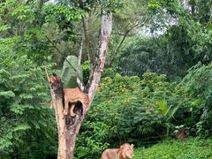 -海南热带野生动植物园