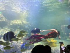 -沙沙哗啦海洋馆(华宇百花谷店)