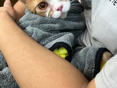 -PETKIT小佩宠物·低压洗护(国顺东路店)