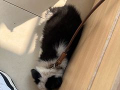 -宠福鑫康馨动物医院·骨科·眼科