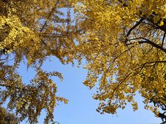 -四川大学(华西校区)