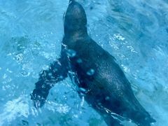 -帝企鹅自助餐厅•儿童岛•真企鹅(长隆企鹅酒店)