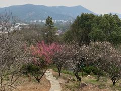 -香雪海