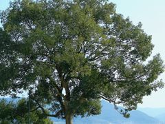 -东钱湖小普陀景区