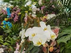 -上海鲜花港