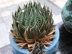 -爸爸糖吐司面包(南京奥体店)