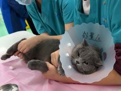 -北京观赏动物医院·24小时大型综合·猫专科·异宠专科
