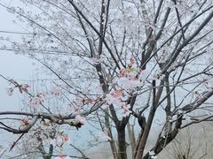 -四明山国家森林公园