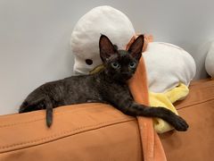 -十年猫舍·猫咪专门店(普陀店)
