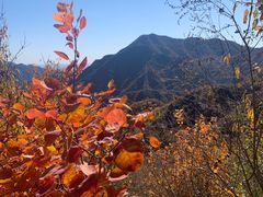-大岭沟猕猴桃谷风景区