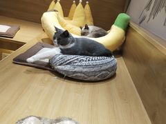 -滚猫咖啡·猫咖·猫友好撸猫(未来城店)