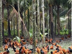 -兴隆槟榔园休闲农庄