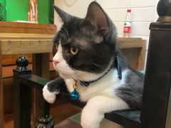 -李小姐の猫咖啡馆(五角场店)