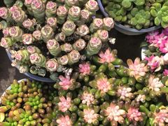 -花鸟鱼虫鲜花绿植市场(玉泉路店)
