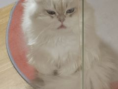 -青奢宠物·青奢猫舍