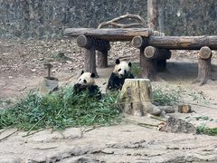 -都江堰中华大熊猫苑