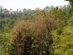 -火炉山森林公园