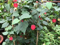 -桂林市花鸟市场