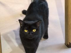 -豆逗聊愈猫阁Easy Life
