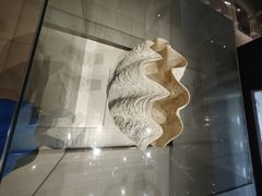 -青岛贝壳博物馆