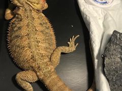 -爱诺耐芙动物医院(万博店)