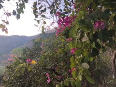 -梧桐山风景名胜区