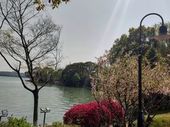 -金鸡湖桃花岛