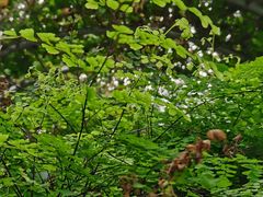 -南山植物园
