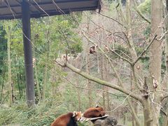 -都江堰中华大熊猫苑
