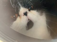 -乐派堂宠物医院·猫友好· 心脏科(东街店)
