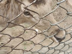 -合肥野生动物园