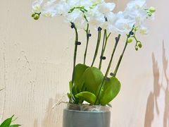 -畅和茶坊·曦瓜中国大红袍
