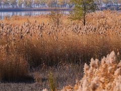 -野鸭湖国家湿地公园