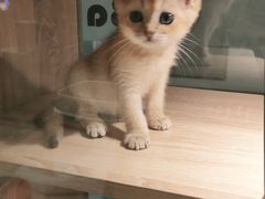 -BABIT巴比特宠物(MOMOPARK店)