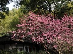 -杭州植物园