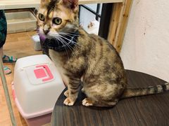 -猫色咖啡·猫咖