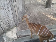 -清迈夜间动物园