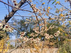 -三圣花乡旅游区