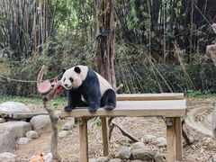 -广州长隆野生动物世界