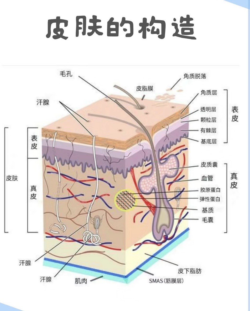 皮肤分为五层图片