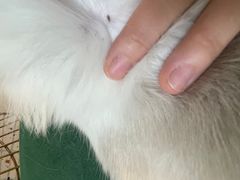 -喵喵咪呀布偶猫咖(春熙路店)