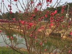 -松山湖梦幻百花洲