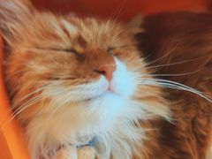 -平行世界·猫咖(首经贸店)