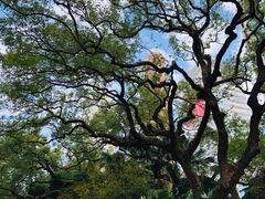 -九龙公园
