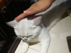 -万小咖.猫咖(中山路天虹店)