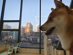 -怪兽屋·羊驼·猫咖·狗咖(俊华广场店)